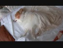 横たわるワンコ（パピヨン）