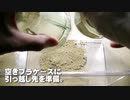 ミルワーム繁殖ケージの床材交換。