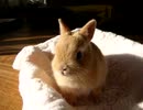 続・好きな音楽テーマ別うｐ・跳躍編
