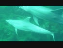 I swam with 2 dolphins in Hatsushima, Shizuoka, Japan.　初島（静岡県） ２頭のイルカ 2019/08