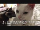 わちゃわちゃ子猫、オスかあさん猫のおっぱいを吸う