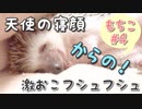 【ハリネズミ】天使の寝顔からの激おこフシュフシュ【もちこ#4】
