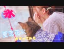 【にゃぐ'✩'ぱ】夏恋花火踊ってみた！！　