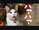 猫じゃらしに興奮しすぎて、犬みたいにハアハアしてしまった猫