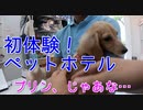 【体験】旅行に行くのでペットホテルを利用した時の愛犬の反応・様子