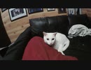 カメラが気になるねこ