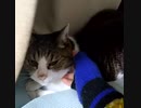 【偽SZ姉貴】つーちゃん！なんか嫌がってね、、、？