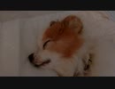 寝息を立てるワンコ（パピヨン）