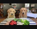 Dog Reviews Food With Girlfriend _ Tucker Taste Test 12