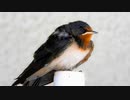 ツバメの鳴き声02　雛の地鳴き