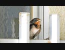 巣の外に置き去りにされたツバメのヒナ