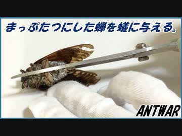 セミを真っ二つに切断して蟻に与えてみたら、少しセミに詳しくなった。