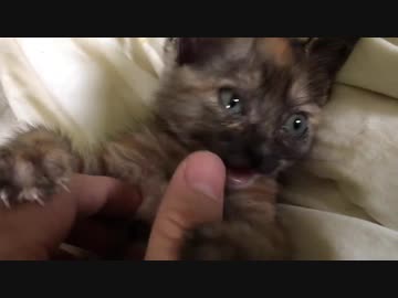 わちゃわちゃサビ子猫、電池残量1%