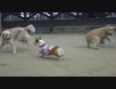 Welsh Corgi in Takaraduka