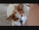 ドッグフードにかぶりつくワンコ（パピヨン）