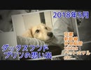 【思い出】ダックスフンド プリンのアルバム集（2018年5月）(YouTubeで『ワンチュー犬』を検索)
