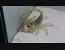 [閲覧注意!!] 再編集 サソリ （デザートへアリースコーピオン）にコオロギを与えてみた。(Hadrurus arizonensis)