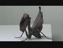 [閲覧注意!!] 再編集 南米産カレハカマキリ(成虫♀）にゴキブリを食べさせてみた。