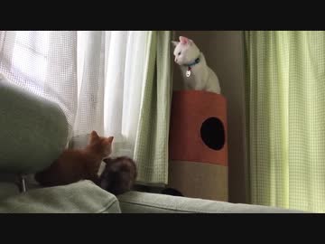 わちゃわちゃ子猫、白熱宇宙猫教室に入門する