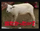 【実況】ドラえもんのび太の牧場物語part68