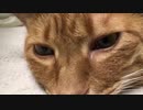 【猫】ツチノコの孵化の瞬間を激撮【茶番