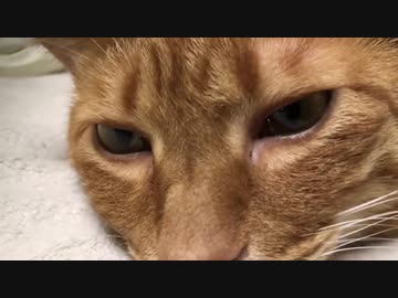 【猫】ツチノコの孵化の瞬間を激撮【茶番