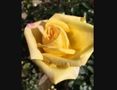 《Dear My Friend／Every Little Thing》を歌ってみた♪