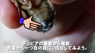 独特なデュビアの飼育法やってました。