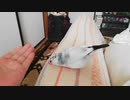 手に発情するようになった文鳥