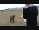 土佐犬vsドゴ・アルヘンティーノ　２