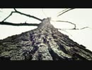 Tree Bark 4K Living Background　仁部聡和