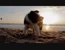 四方そういちの選んだ素材｜海辺のパピー