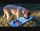 四方そういち｜ご飯を美味しそうにたべる犬