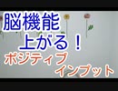 脳機能が高まる！ポジティブインプット！　スーパー発達メンター　NLPer　親子発達お悩み相談室　子ども　発達支援　コーチ　ティーチ　メンター　心理　感覚統合　原始反射　視覚　大脳　EQ　IQ