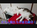 【猫動画】　父ろん猫ズ自己紹介！