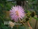 誕生日に贈る言葉～8月30日生まれの愛情豊かなあなたに－聴きものがたり