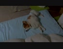 飼い主のそばで眠るワンコ（パピヨン）2