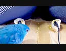 インコでASMR失敗編