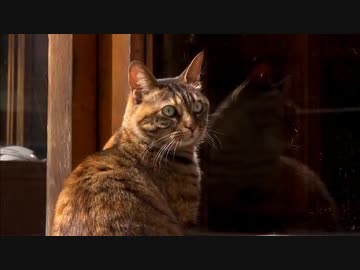 イスタンブールのネコ (01 of 03)