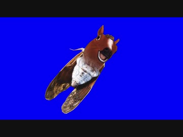 ウマファイナルBB