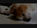 けだるげなワンコ（パピヨン）4