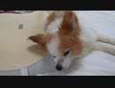 低反発まくらによりかかるワンコ（パピヨン）