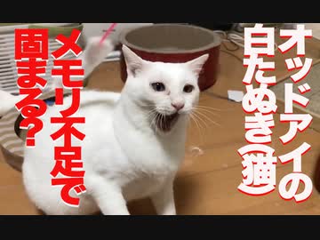オッドアイの白たぬき(猫)、猫メモリ不足でもっさりする