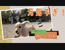 【名シーン】元気すぎ！走るカニンヘンダックスフンド「プリン」