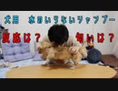 【シャンプー】水のいらないシャンプーを愛犬に初めて使ってみた反応(YouTubeで『ワンチュー犬』を検索！)