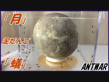 「月」みたいな泥だんごを蟻に与えたら、美しいジオラマが誕生した。