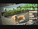 【思い出】ダックスフンド プリンのアルバム集（2018年6月）【Memories】 Album Collection of Dachshund Purin (June 2018)