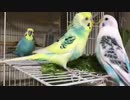 隣の野菜は青くておいしそう？