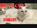 オッドアイの白たぬき(猫)、猫のへたくそさ加減を張り合う
