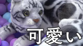 【限定】ネコ飼います。